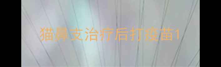 图片 猫鼻支治疗后打疫苗1