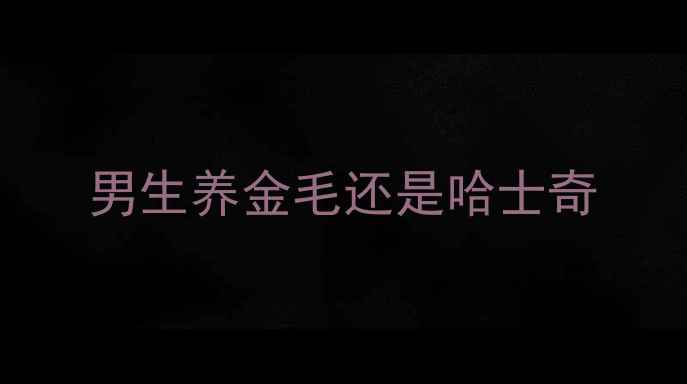 图片 男生养金毛还是哈士奇