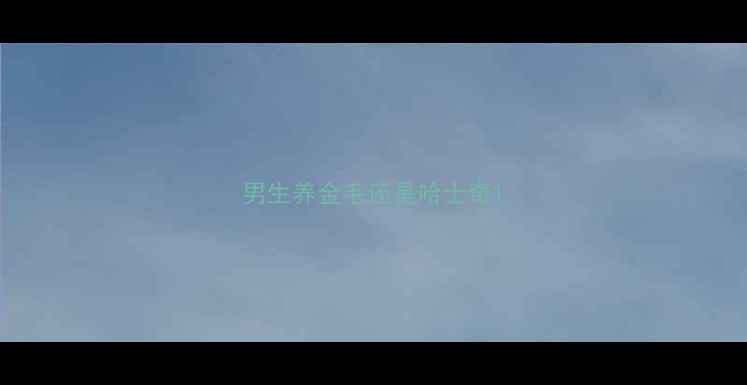 图片 男生养金毛还是哈士奇1