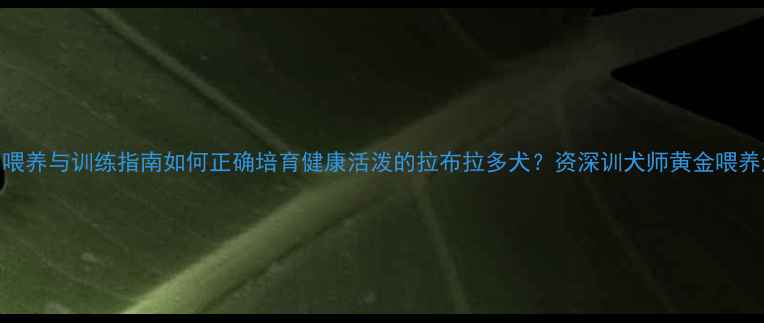 图片 科学喂养与训练指南如何正确培育健康活泼的拉布拉多犬？资深训犬师黄金喂养法则