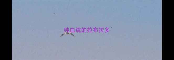 图片 纯血统的拉布拉多
