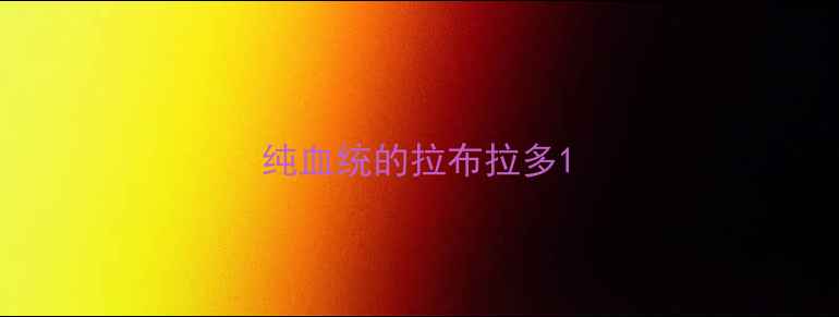 图片 纯血统的拉布拉多1