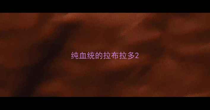 图片 纯血统的拉布拉多2