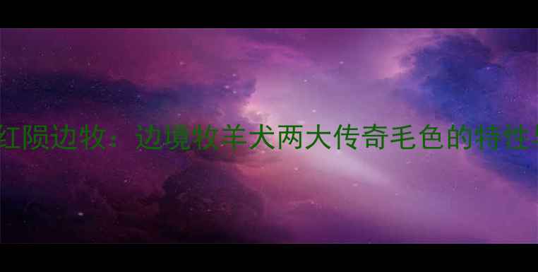 图片 蓝陨边牧与红陨边牧：边境牧羊犬两大传奇毛色的特性与饲养指南2