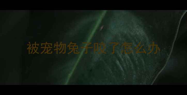 图片 被宠物兔子咬了怎么办