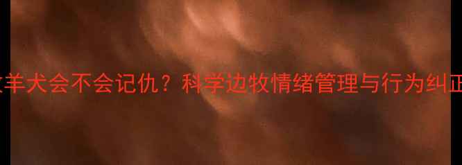 图片 边境牧羊犬会不会记仇？科学边牧情绪管理与行为纠正指南1
