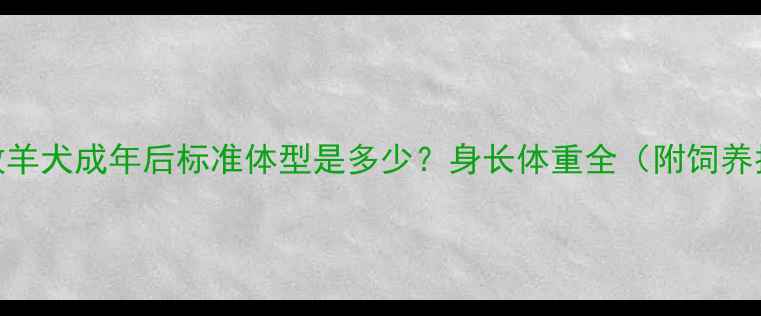 图片 边境牧羊犬成年后标准体型是多少？身长体重全（附饲养指南）