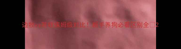 图片 边牧vs苏牧保姆级对比！新手养狗必看区别全🐾2