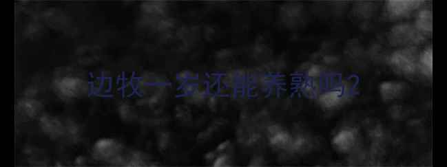 图片 边牧一岁还能养熟吗2