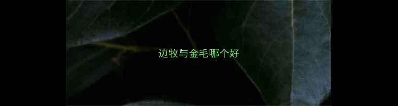 图片 边牧与金毛哪个好
