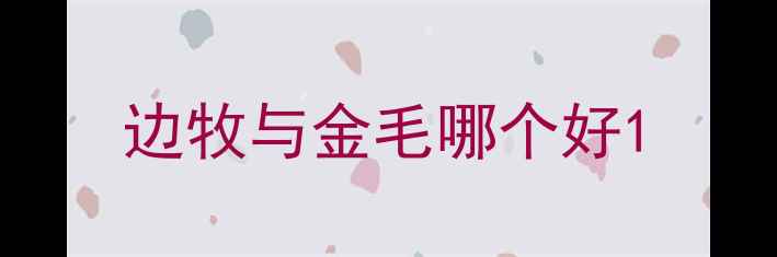 图片 边牧与金毛哪个好1