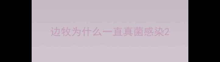 图片 边牧为什么一直真菌感染2