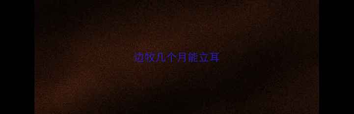 图片 边牧几个月能立耳