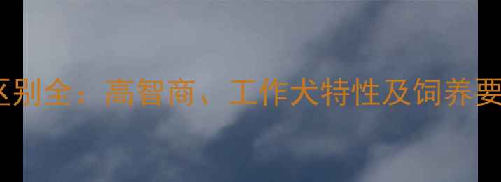 图片 边牧和其他犬种区别全：高智商、工作犬特性及饲养要点（深度指南）2