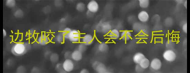 图片 边牧咬了主人会不会后悔