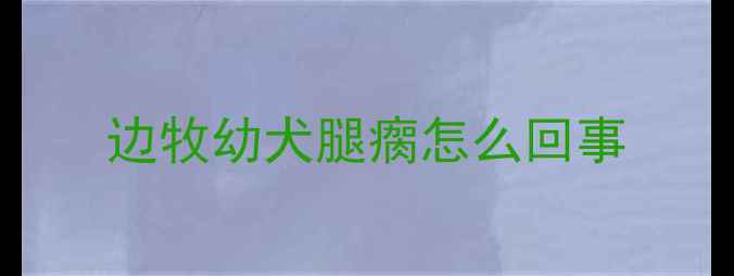 图片 边牧幼犬腿瘸怎么回事