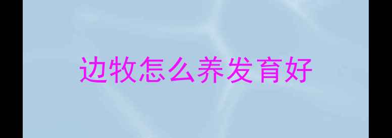 图片 边牧怎么养发育好