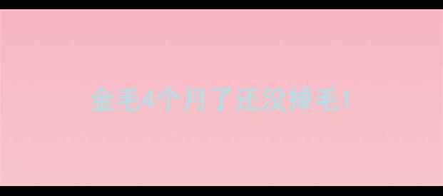 图片 金毛4个月了还没掉毛1