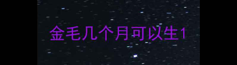 图片 金毛几个月可以生1