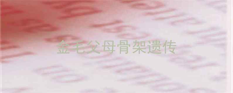 图片 金毛父母骨架遗传