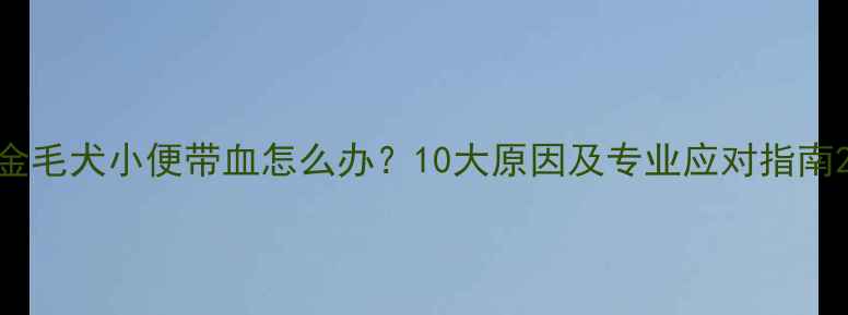 图片 金毛犬小便带血怎么办？10大原因及专业应对指南2