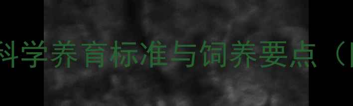 图片 金毛犬成长全指南：科学养育标准与饲养要点（附各阶段护理秘籍）1