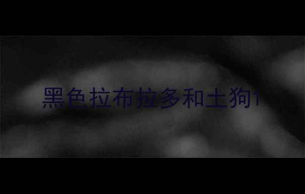 图片 黑色拉布拉多和土狗1