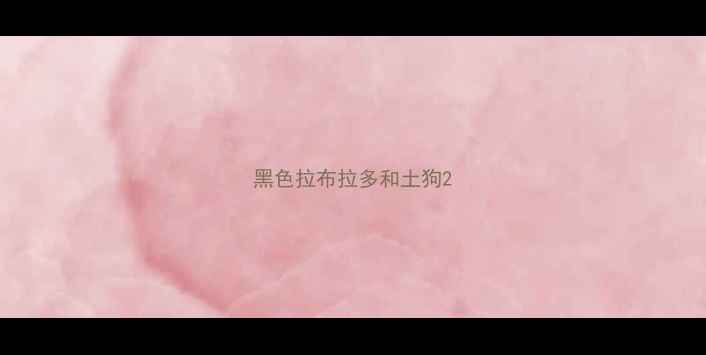 图片 黑色拉布拉多和土狗2