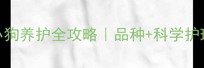 图片 🐾双前白爪小狗养护全攻略｜品种+科学护理+避坑指南1