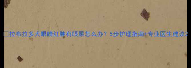 图片 🐾拉布拉多犬眼睛红肿有眼屎怎么办？5步护理指南+专业医生建议2