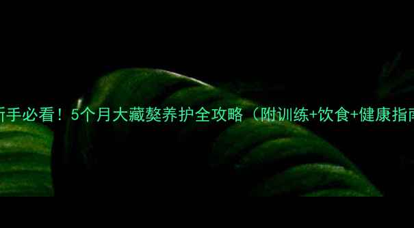 图片 🐾新手必看！5个月大藏獒养护全攻略（附训练+饮食+健康指南）