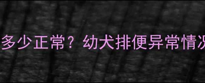 图片 🐾泰迪幼犬排便次数多少正常？幼犬排便异常情况全（附护理指南）2