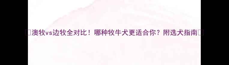 图片 🐾澳牧vs边牧全对比！哪种牧牛犬更适合你？附选犬指南🐾