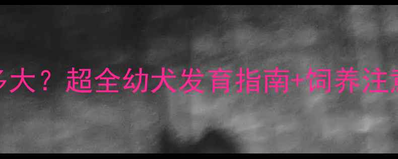 图片 🐾藏獒2个月大能长多大？超全幼犬发育指南+饲养注意事项（附对比图）1