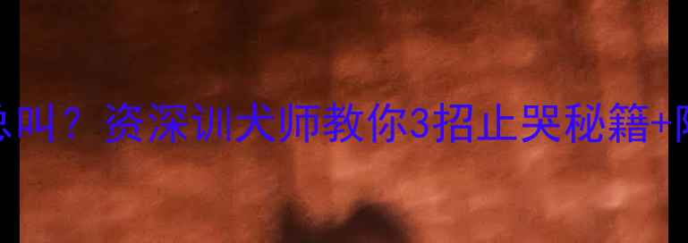 图片 🔥边牧三个月早上总叫？资深训犬师教你3招止哭秘籍+附90天社会化训练表