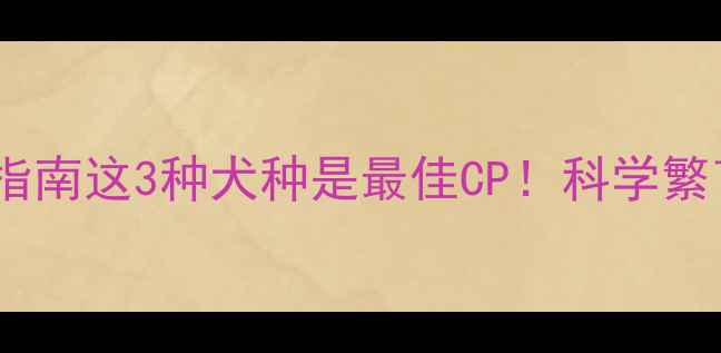 图片 🔥黄金边牧配种指南这3种犬种是最佳CP！科学繁育守护健康基因2