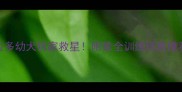拉布拉多幼犬拆家救星附最全训练玩具推荐清单