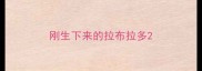 刚生下来的拉布拉多
