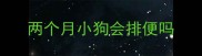 两个月小狗会排便吗