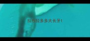 拉布拉多多大长牙