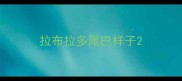拉布拉多尾巴样子