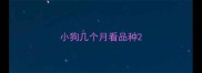 小狗几个月看品种