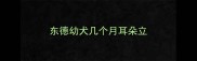 东德幼犬几个月耳朵立