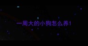 一周大的小狗怎么养