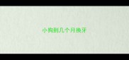 小狗到几个月换牙