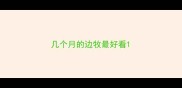 几个月的边牧最好看