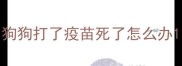狗狗打了疫苗死了怎么办