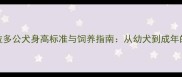 拉布拉多公犬身高标准与饲养指南从幼犬到成年的科学