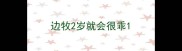 边牧2岁就会很乖