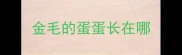 金毛的蛋蛋长在哪